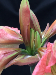 B-Breuer-Lady-Amaryllis