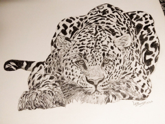 LDS-Leopard-lores