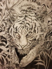 LDS-Tiger-lores