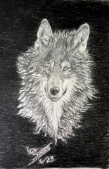 LDS-Wolf-lores