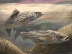 RP-Stripers-1