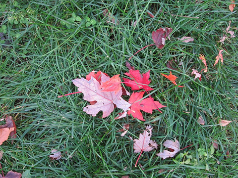 KWM-Fall-Color-Leaves-Brandeis-